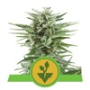 Royal Queen Seeds Easy Bud Auto from 17,50.-€