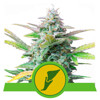 Royal Queen Seeds Quick One Auto 3 seeds