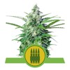 Royal Queen Seeds Royal AK Auto from 21,50.-€