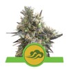 Royal Queen Seeds Royal Bluematic Auto from 23.-€