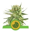 Royal Queen Seeds Royal Cookies Auto 3 seeds