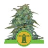 Royal Queen Seeds Royal Haze Auto 3 seeds