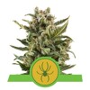 Royal Queen Seeds White Widow Auto 3 seeds