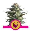 Royal Queen Seeds Amnesia Haze from 10.-€