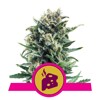 Royal Queen Seeds Blue Cheese from 21,50.-€