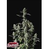 FastBuds Zkittlez Auto from 13,- €