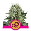 Royal Queen Seeds Bubble Kush from 25.-€