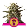 Royal Queen Seeds Bubblegum XL from 23.-€