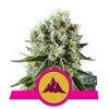 Royal Queen Seeds Critical Kush from 21,5.-€