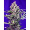 Sweet Seeds Cream Mandarine F1 Fast Version from 26,90.-€