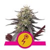 Royal Queen Seeds Green Crack Punch from 29.-€