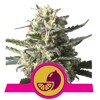 Royal Queen Seeds Lemon Shining Silver Haze 3 seeds