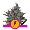 Royal Queen Seeds North Thunderfuck 3 seeds