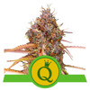 Royal Queen Seeds Purple Queen from 20.-€