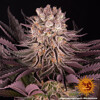 Barney's Farm Mimosa x Orange Punch 5 seeds