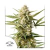 Dutch Passion Seed Company Auto Auto Cinderella Jack 7 seeds