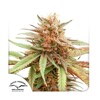 Dutch Passion Seed Company Durban Dew from 34,95,-€