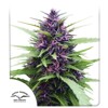 Dutch Passion Seed Company Shaman 3 seeds