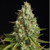 Silent Seeds Amnesia Lemon 10 seeds