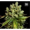 Bulk Seed Bank Auto Mimosa Famosa 10 seeds