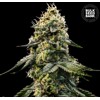 Bulk Seed Bank Runtz Gluntz 5 seeds