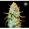 Bulk Seed Bank Special Crystal Haze 10 seeds