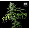 Bulk Seed Bank Auto Tropical Coconut from 17,5.-€