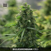 Bulk Seed Bank Auto Hindu Kush 10pc