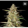 Bulk Seed Bank Auto Hindu Kush 5pc