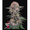 FastBuds Cherry Cola 1 seed