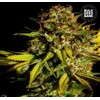 Bulk Seed Bank Extra Mintz 100 seeds