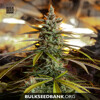 Bulk Seed Bank Ananas Funk 100 seeds