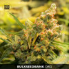 Bulk Seed Bank Caramel King 100 seeds