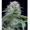 Silent Seeds Starfire OG Fem5