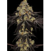 Paradise Seeds Sunset Paradise 5 seeds