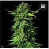 Bulk Seed Bank Mandalime Juice 1 seed