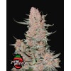 FastBuds Ztrawberries 3 seeds