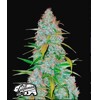 FastBuds Californian Snow Auto 3 seeds