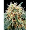 Paradise Seeds Stromboli Auto 5 seeds