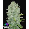 FastBuds Original Auto Northern Lights 3 seeds