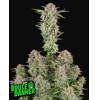 FastBuds Bruce Banner Auto 3 seeds