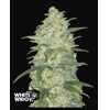 FastBuds Originals Auto White Widow 1 seed