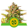 Royal Queen Seeds Sweet ZZ 5 seed