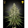 Green House Seed Co. Super Lemon Haze 10 pcs