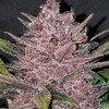 FastBuds Blackberry Auto 25 seeds