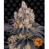 Barney's Farm Gelato 3 seeds