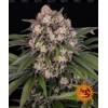 Barneys Farm OG Kush auto 3pcs