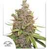 Dutch Passion Auto Glueberry OG 7 pcs