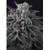 Paradise Seeds Gulupa 3pcs