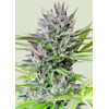 Royal Queen Seeds Triple G 3 seeds